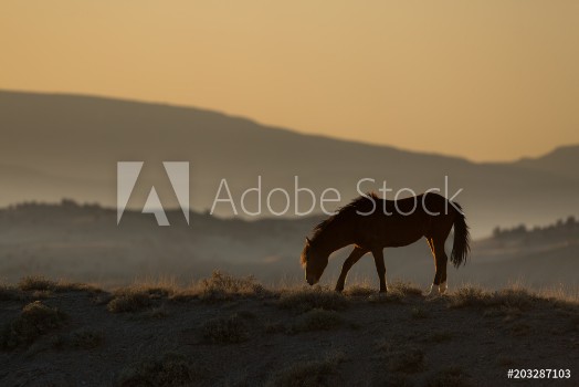Picture of American Mustang